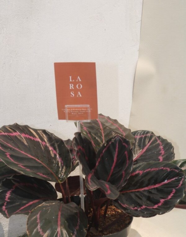 TNM Calathea Black Lipstik