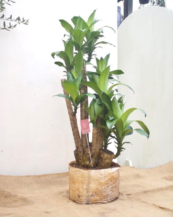 TNM Dracena Fosil