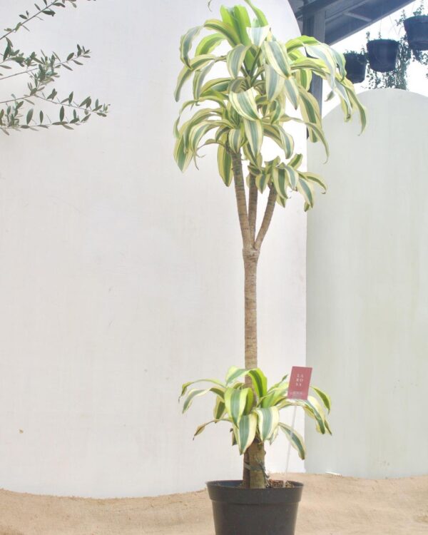 TNM Dracena Lemon